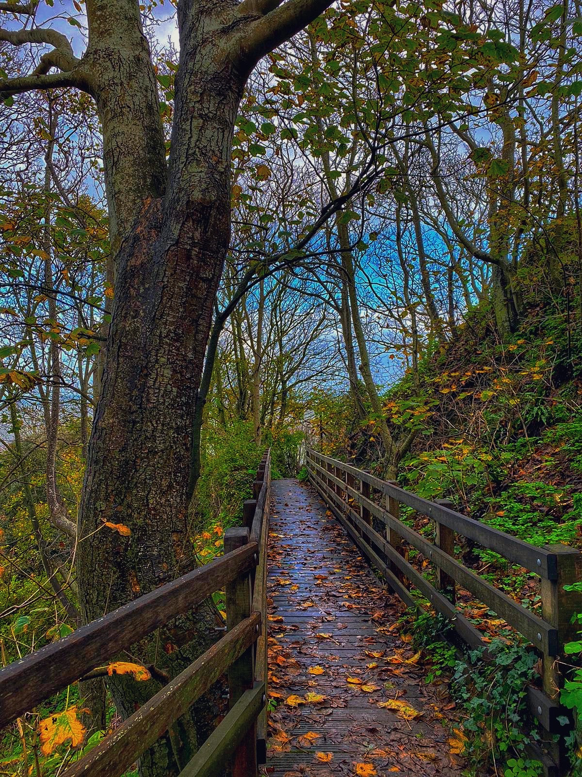 Wooden Bridge - Print