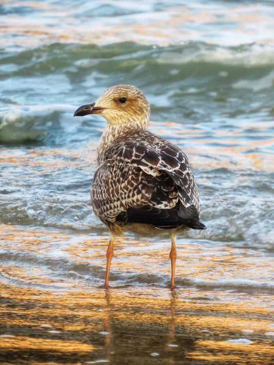 Seagull - Print