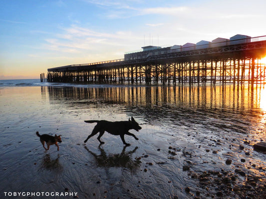 Running Dogs - Print