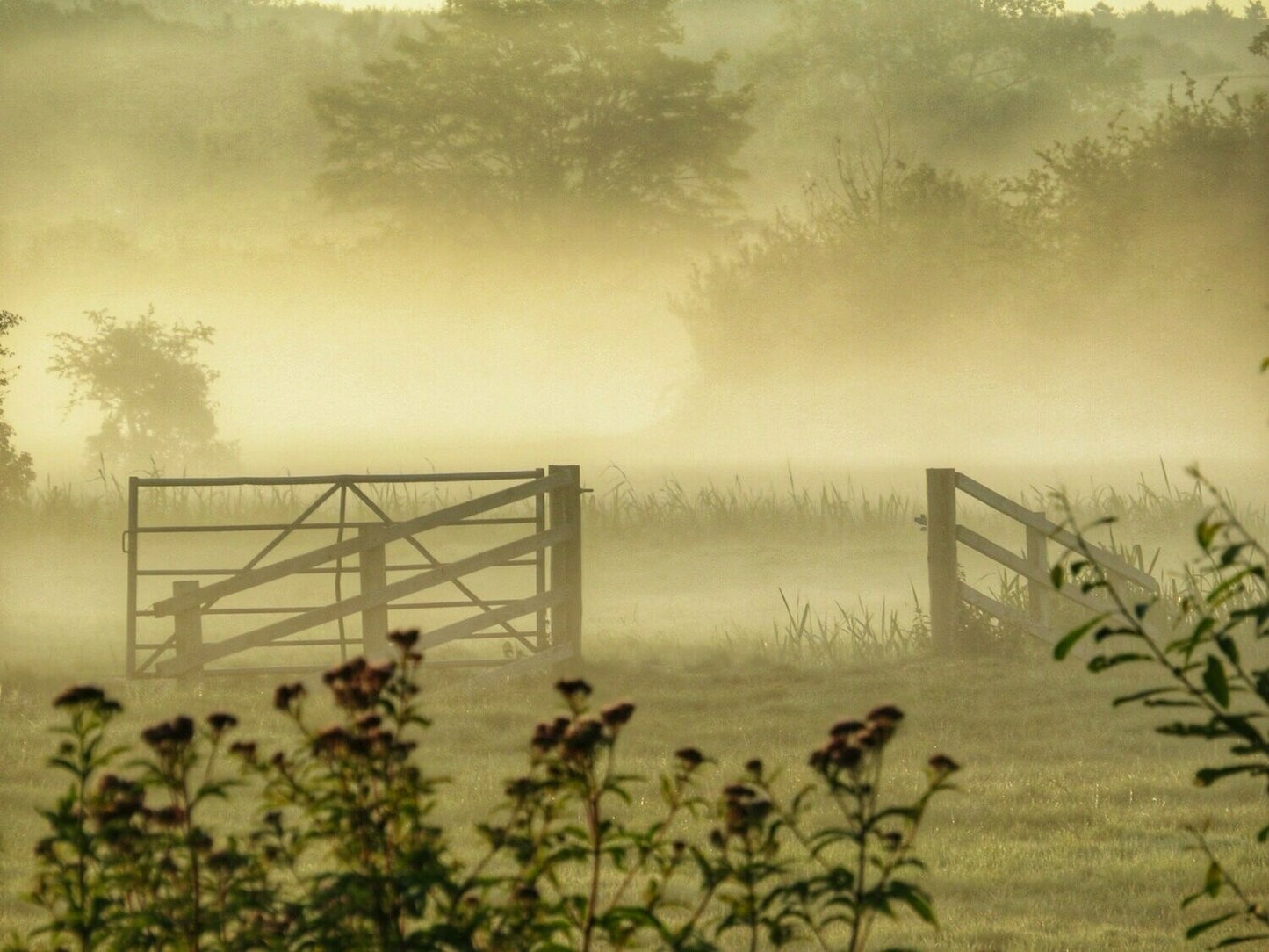 Misty Morning - Postcard